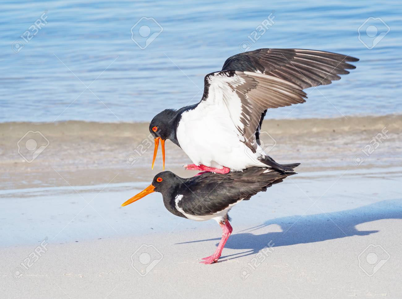 ピエ Ostercatchers 西オーストラリア州のパース近くのロットネスト島でビーチで交尾のペア の写真素材 画像素材 Image 9148