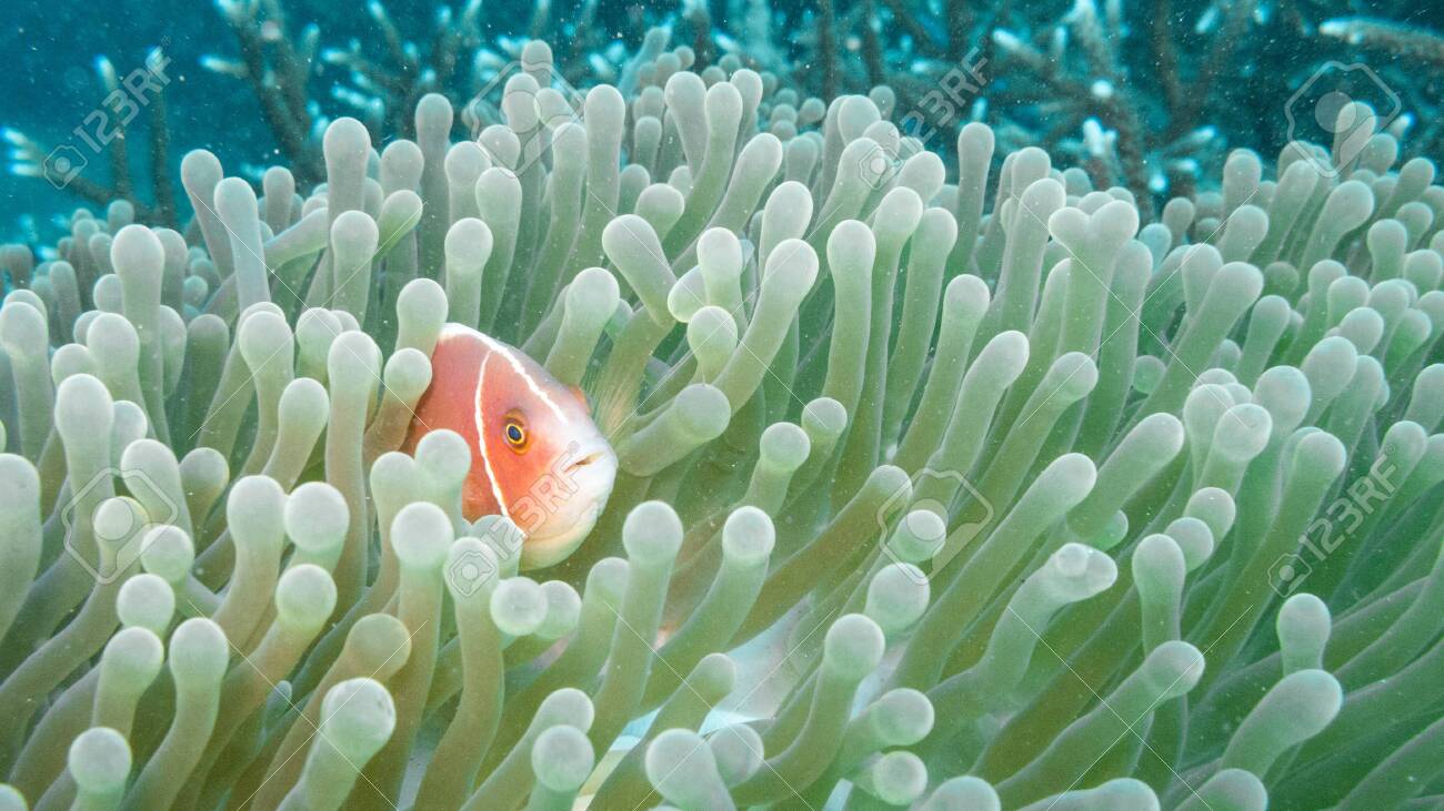 The Pink Anemonefish Or Pink Skunk Clownfish Amphiprion Perideraion Inhabits Coral Reefs And Is Usually Associated With The Anemone Heteractis Magnifica Stock Photo Picture And Royalty Free Image Image