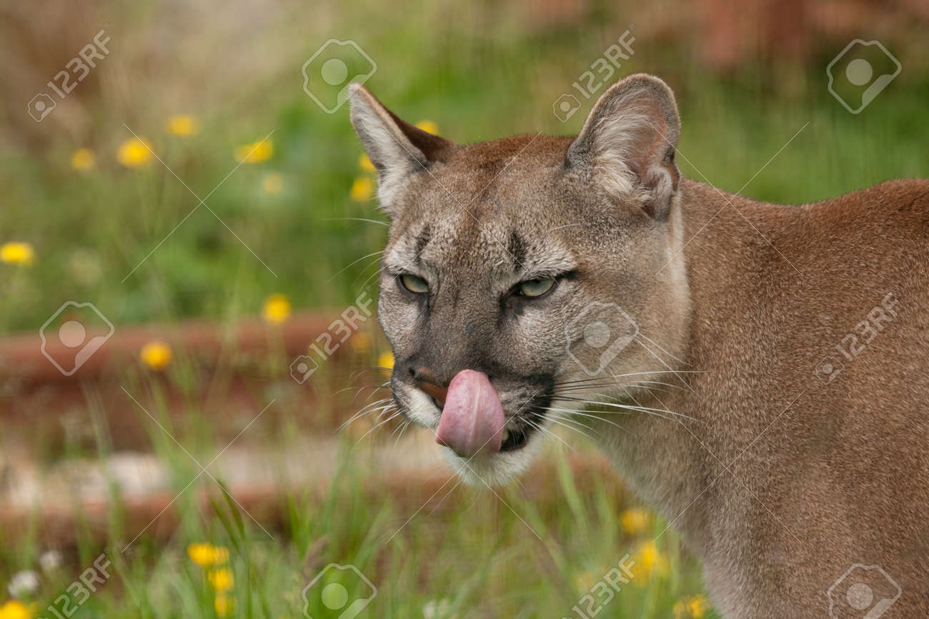 tongue puma