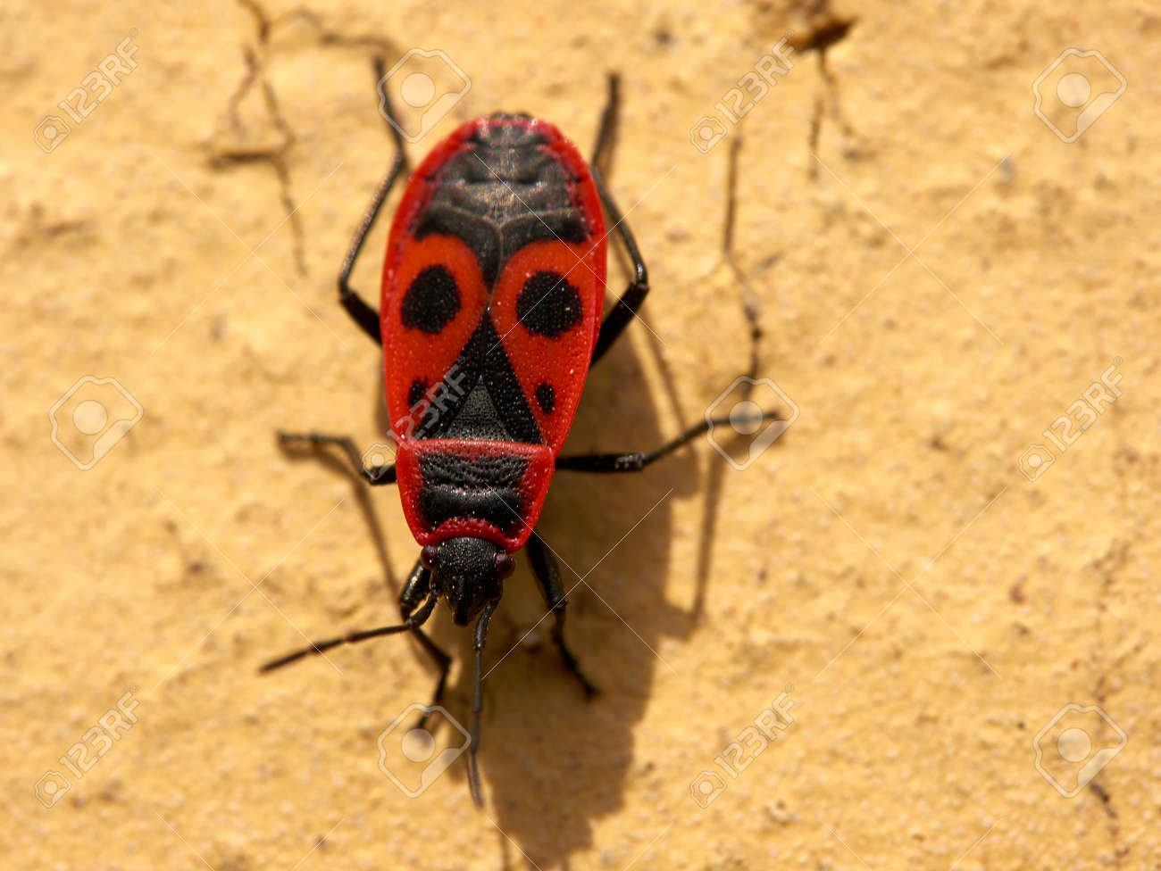 etiam-dictum-ipsum-a-felis