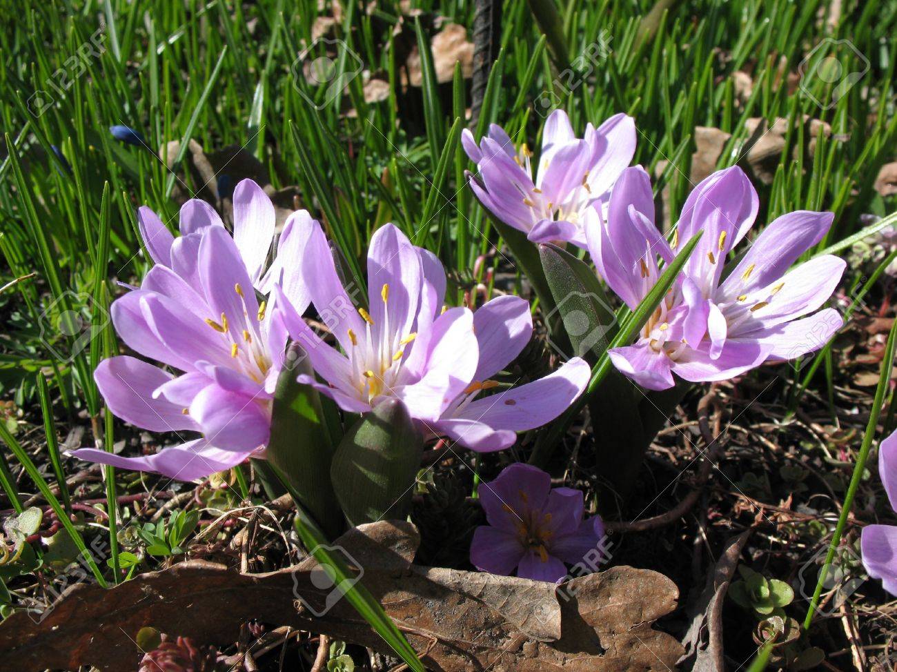 TÌNH YÊU CÂY CỎ ĐV 9 - Page 48 9452840-merendera-trigyna