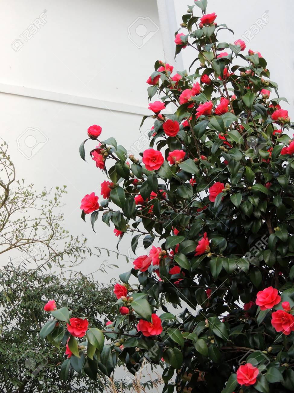Camellia Tree With Red Flowers Stock 