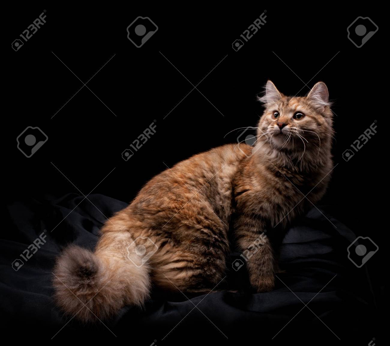 etiam-dictum-ipsum-a-felis