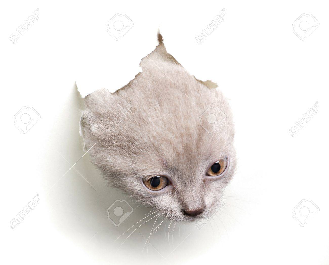 Cat Coming Out Of The Hole In Paper Isolated On White Stock Photo Picture And Royalty Free Image Image 16910594