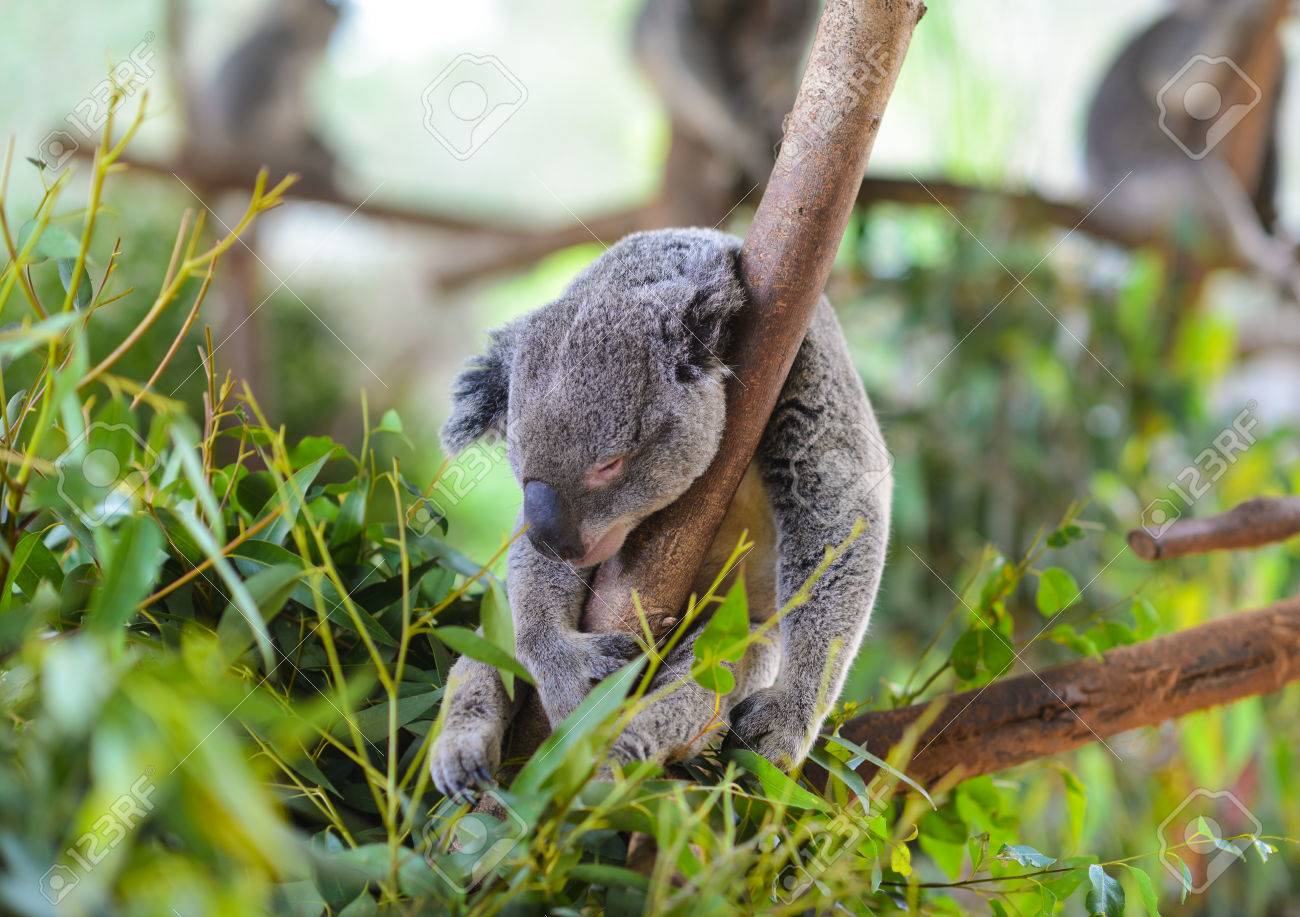 Koala Durmiendo En Un Arbol Fotos Retratos Imagenes Y Fotografia De Archivo Libres De Derecho Image Koala Durmiendo En Un Arbol Fotos Retratos Imagenes Y Fotografia De Archivo Libres De Derecho Image