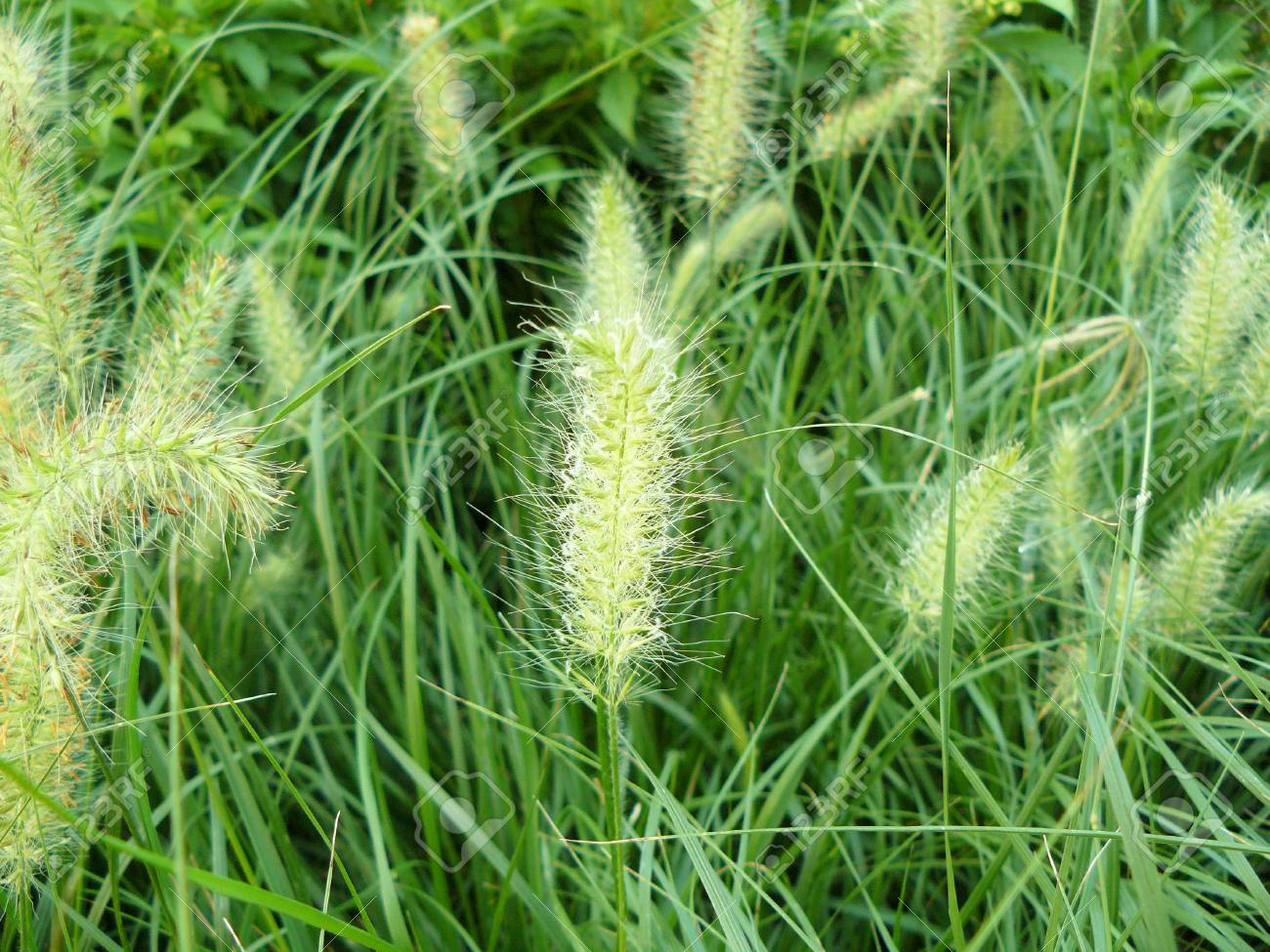 アジア ハーブ花の美しい花と緑の葉や草雑草 Knotroot アワのクローズ アップまたは細長いピジョン セタリア Geniculata を 草します の写真素材 画像素材 Image