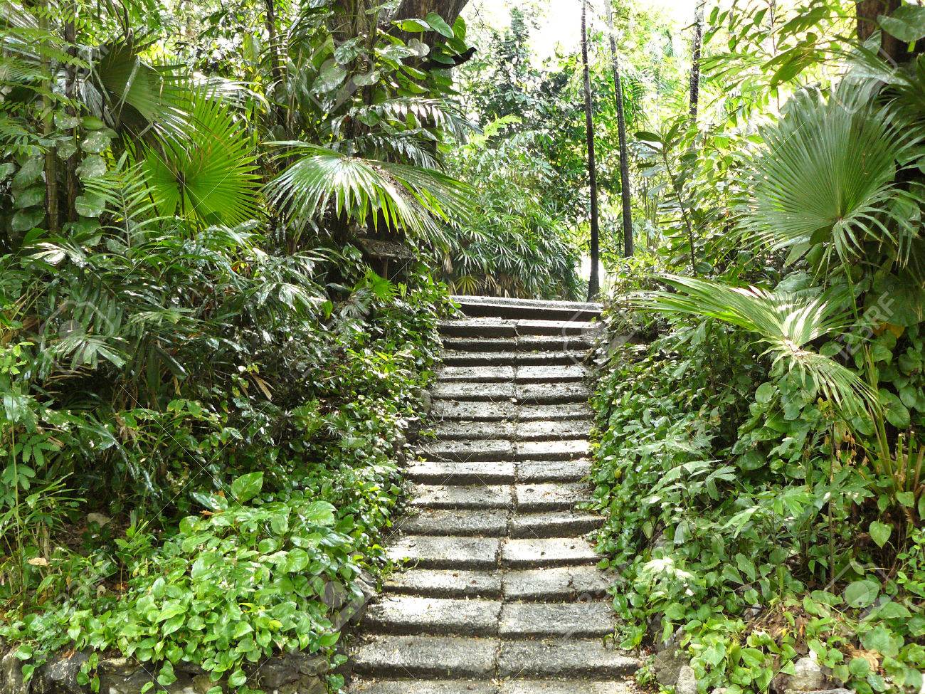 jungle free stock photo public