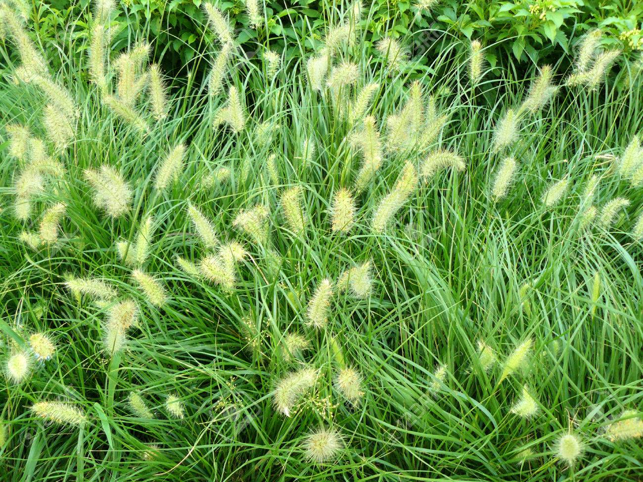 アジア ハーブ花の美しい花と緑の葉や草雑草 Knotroot アワのクローズ アップまたは細長いピジョン セタリア Geniculata を 草します の写真素材 画像素材 Image