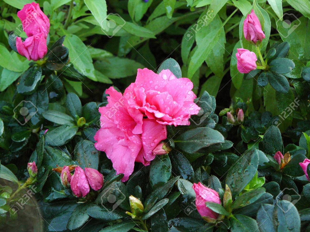 ピンクのツツジやシャクナゲ ハイブリッド花壇庭からの緑の葉のクローズ アップ の写真素材 画像素材 Image