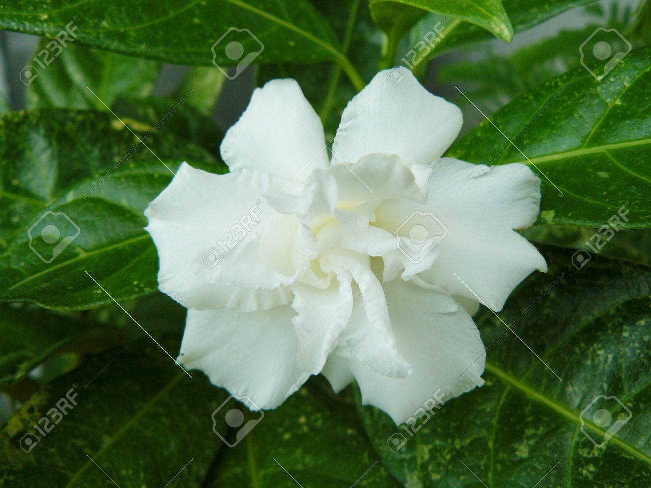 ホワイト ケープ ジャスミンの花ジャスミン ガーデニア クチナシ オーガスタ L ダイズ をクローズ アップ美しい花と緑の庭の葉します の写真素材 画像素材 Image ホワイト ケープ ジャスミンの花ジャスミン ガーデニア クチナシ オーガスタ L ダイズ をクローズ アップ美しい花と緑の庭の葉します の写真素材 画像素材 Image