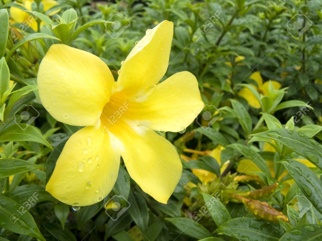 Close Up Beautiful Yellow Allamanda Flower Or Golden Trumpet Stock Photo Picture And Royalty Free Image Image 82011423