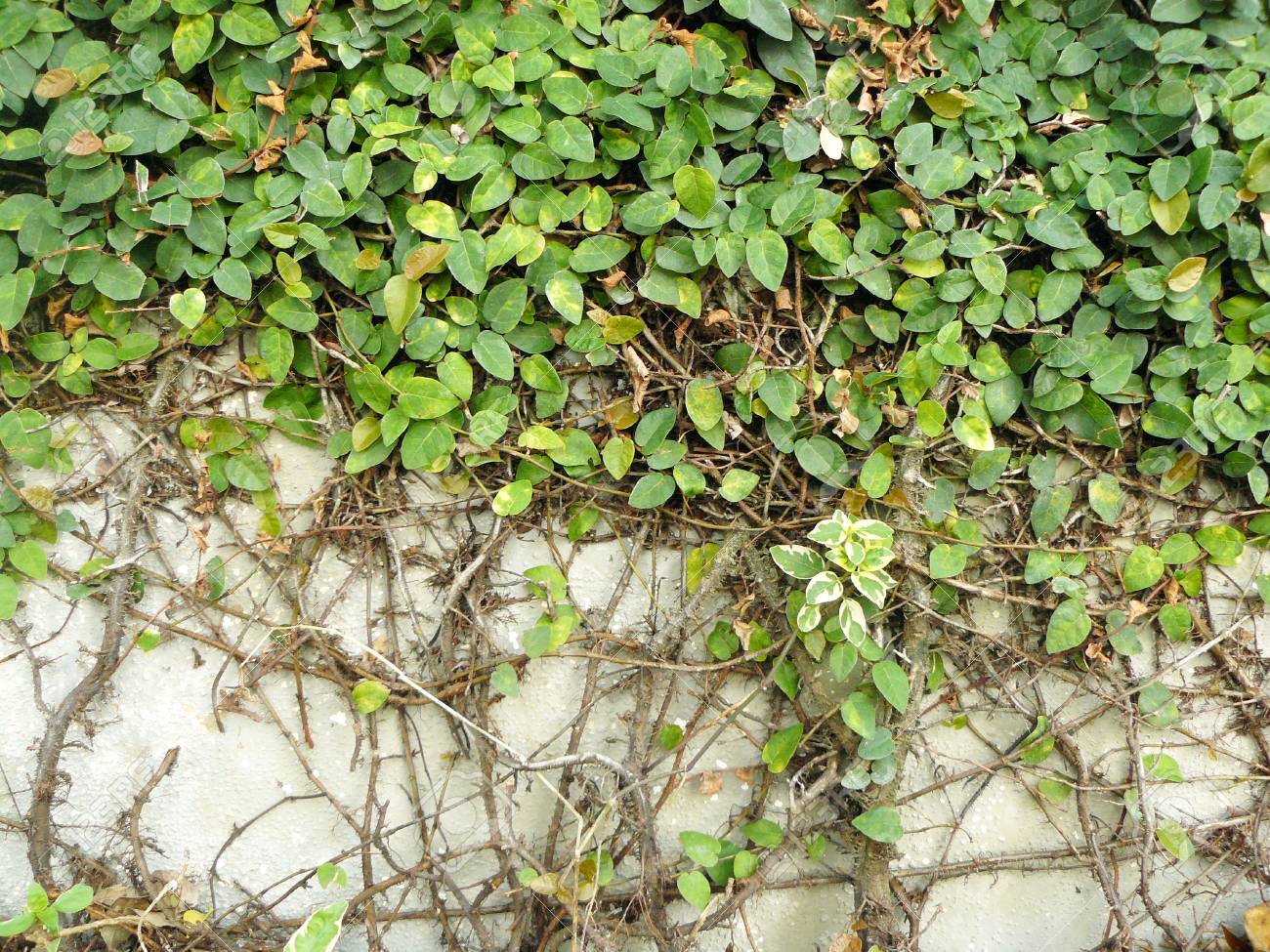 The native land of plants is ficuses: where is it located The native land of plants is ficuses: where is it located