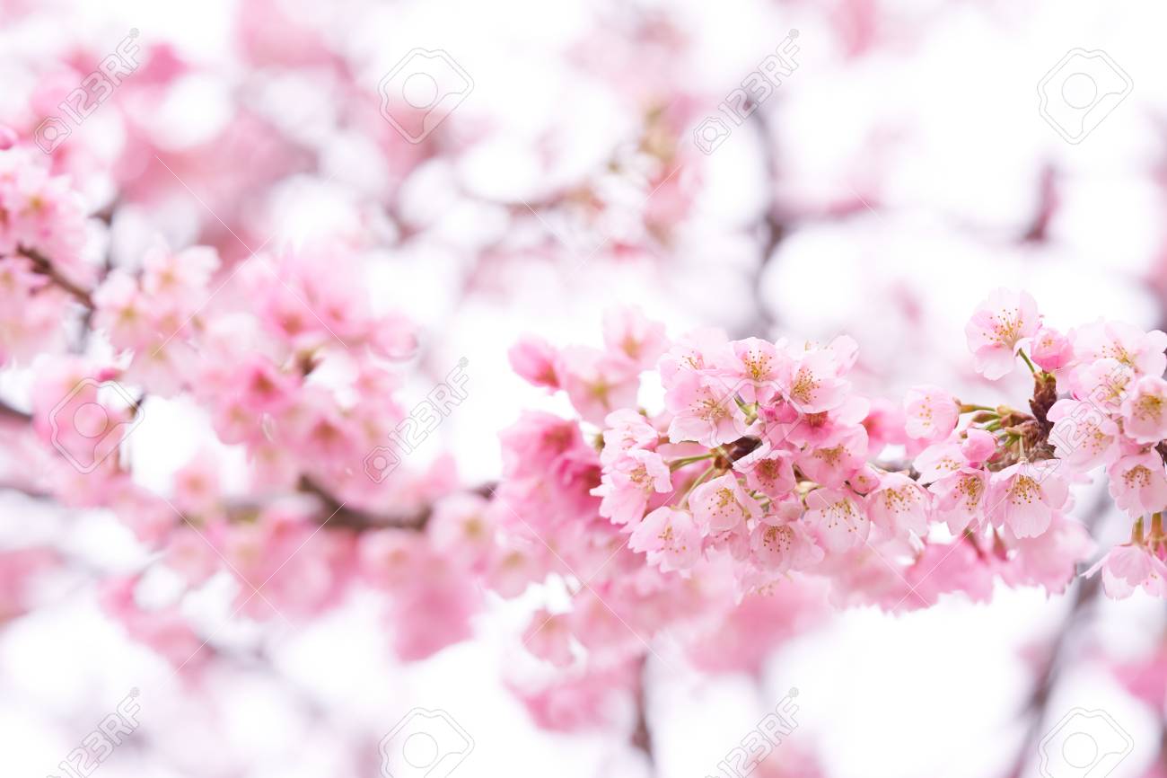 Pink Cherry Blossom Cherry Blossom Japanese Flowering Cherry Stock Photo Picture And Royalty Free Image Image