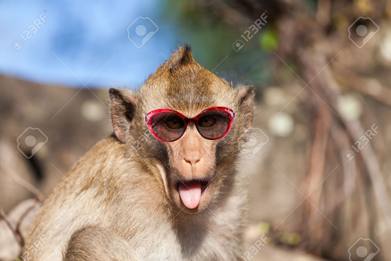 monkey with sunglasses