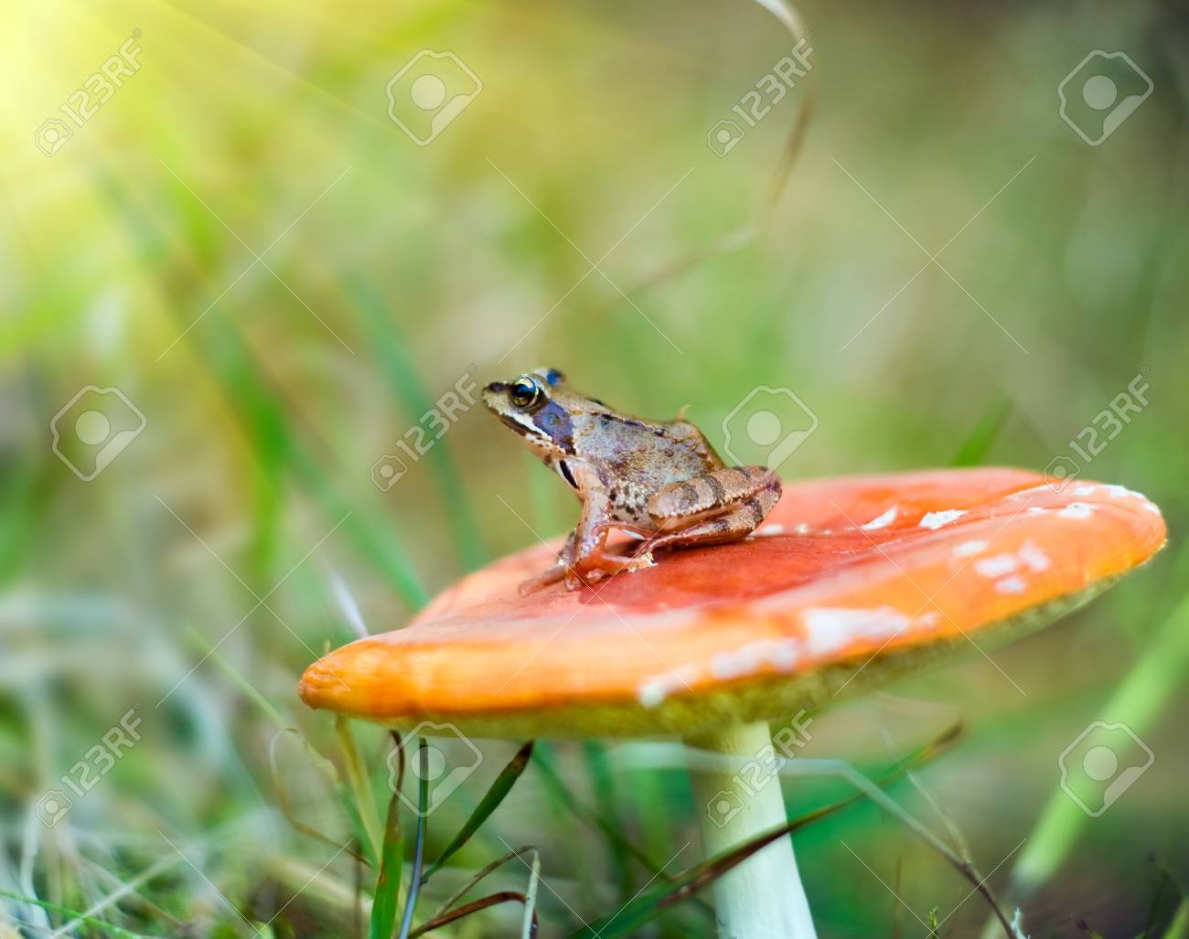 https://previews.123rf.com/images/zavulonya/zavulonya1209/zavulonya120900061/15323078-nice-frog-sitting-on-a-red-mushroom.jpg