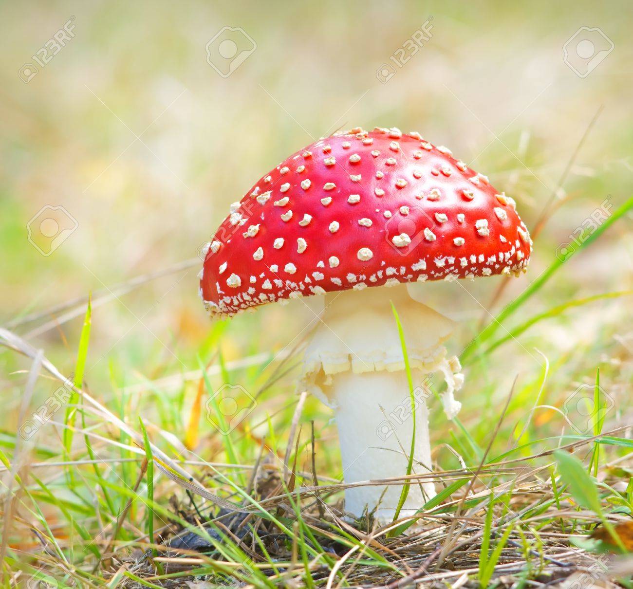 Immagini Stock Funghi Fungo Rosso Fly Agarico Il Nome Latino E Amanita Muscaria Image 15584611