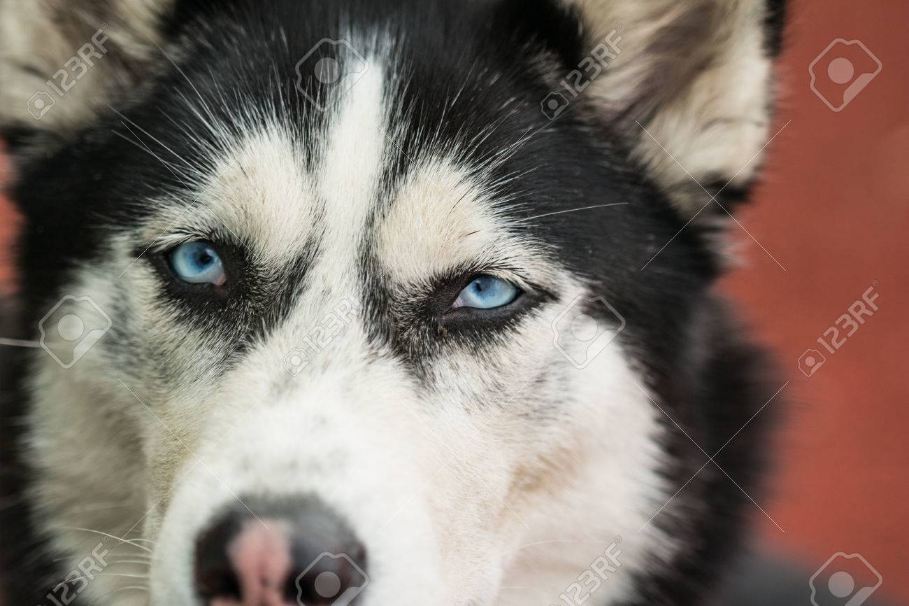 オレンジ色の背景に美しい青い目クローズ アップ ハスキー犬 の写真素材 画像素材 Image オレンジ色の背景に美しい青い目クローズ アップ ハスキー犬 の写真素材 画像素材 Image