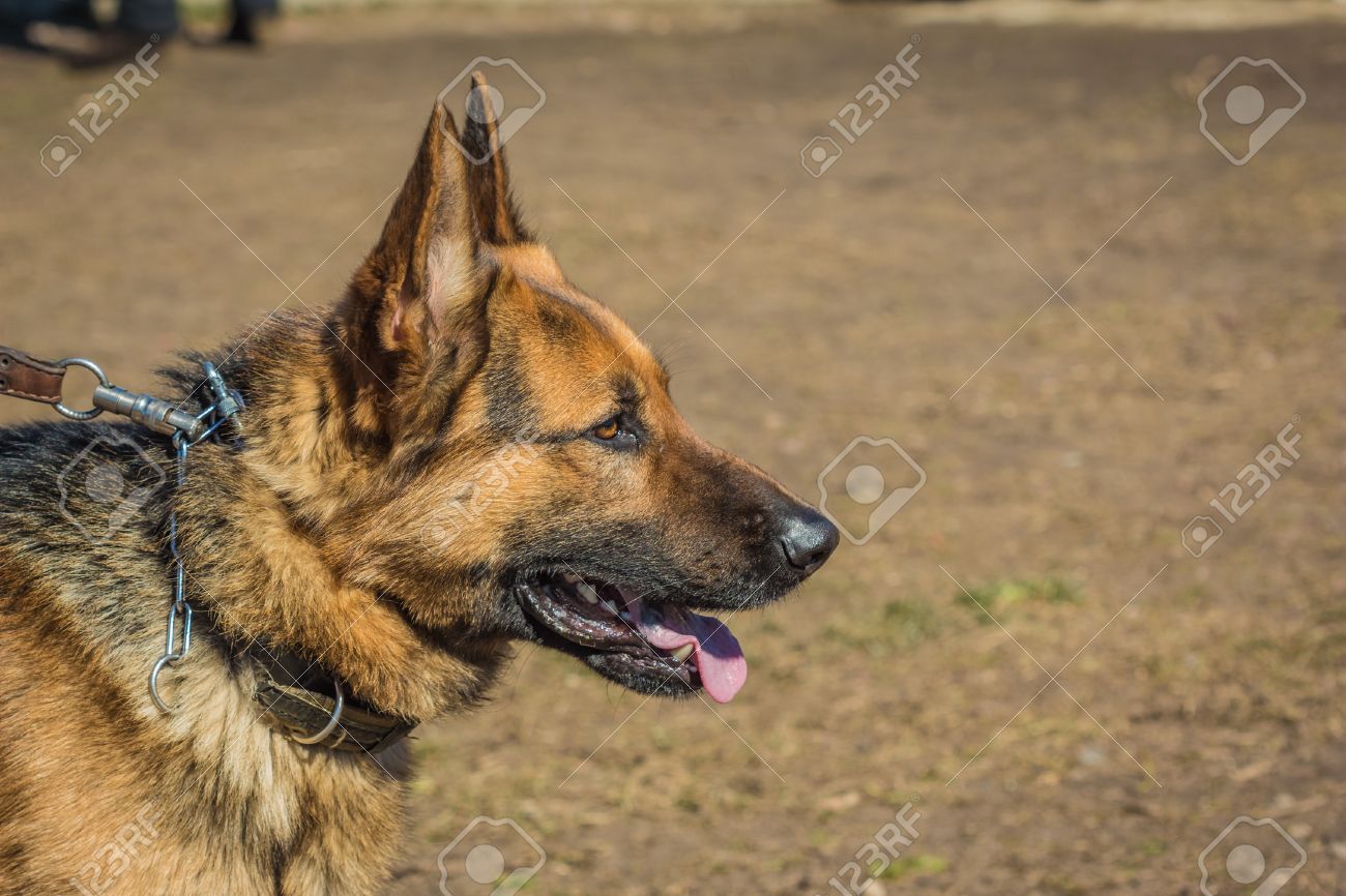 Profil De La Tête Du Berger Allemand Mordre Le Chien Chien Loup Alsacien Deutscher Chien