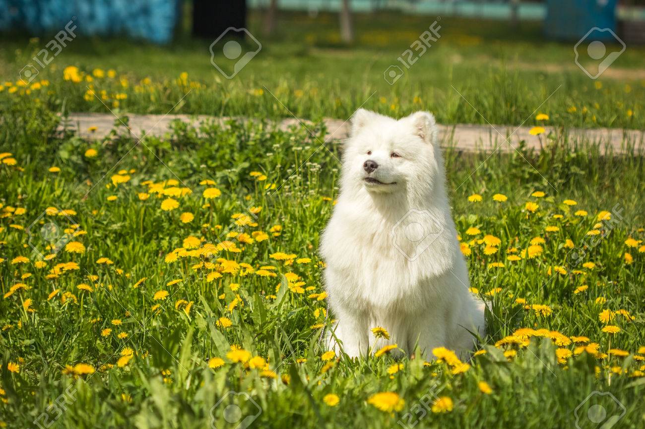 タンポポと緑の草の中でフィールドに座っている従順な犬種サモエド子犬 の写真素材 画像素材 Image 6305 タンポポと緑の草の中でフィールドに座っている従順な犬種サモエド子犬 の写真素材 画像素材 Image 6305