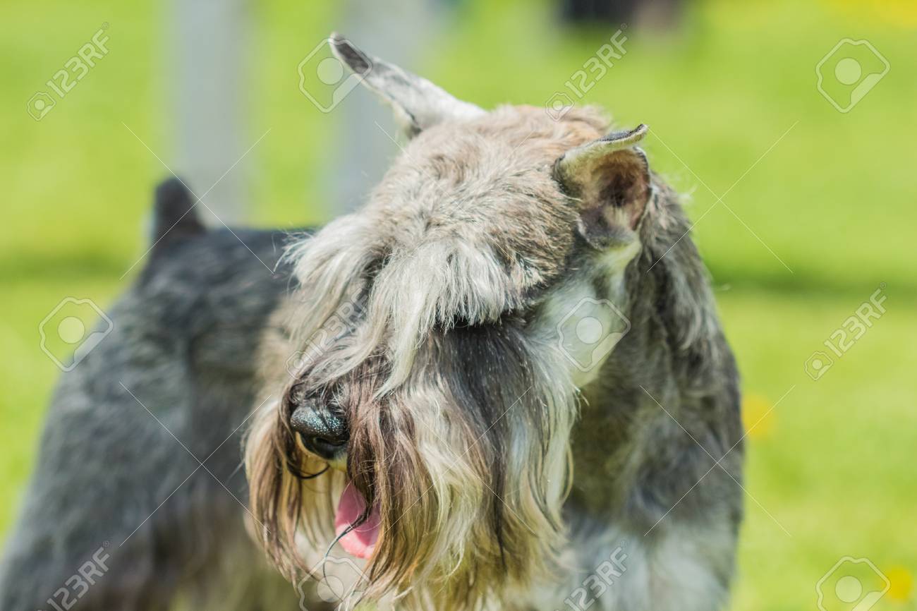 muzzle for miniature schnauzer