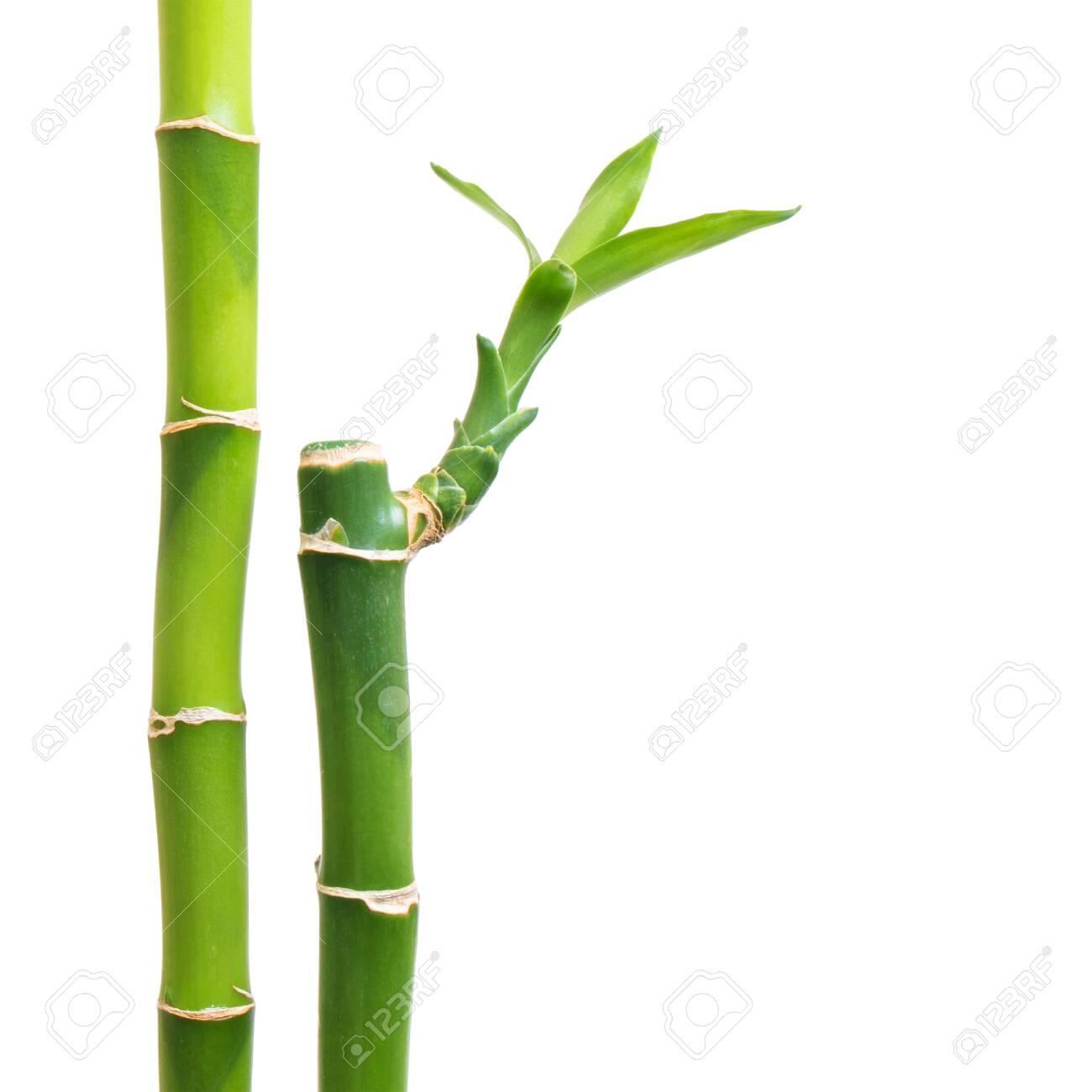 Fresh Bamboo Isolated On White Background Stock Photo, Picture and Royalty  Free Image. Image 30058438., image size:1300x1300