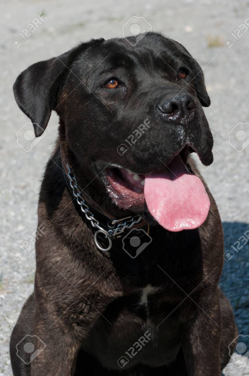 Year Old Puppies On The Walk The Breed Of This Dog Is Called