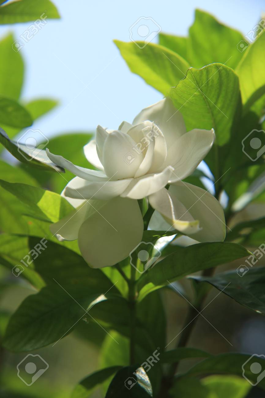 Flor Gardenia Fotos, Retratos, Imágenes Y Fotografía De Archivo Libres De Derecho. Image 103103153. Flor Gardenia Fotos, Retratos, Imágenes Y Fotografía De Archivo Libres De Derecho. Image 103103153.