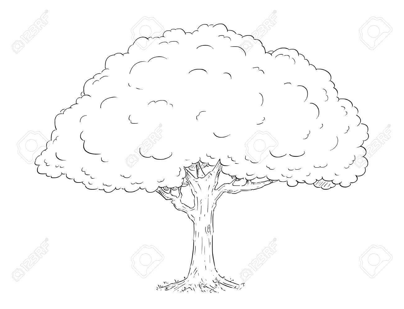 Cartoon Vector Doodle Drawing Illustration Of Broad Leaved Or Royalty Free Cliparts Vectors And Stock Illustration Image