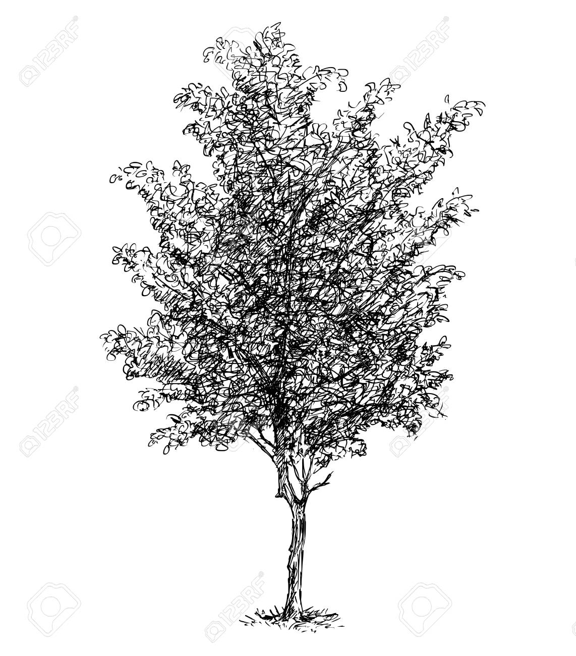 Cartoon Vector Doodle Drawing Illustration Of Broadleaved Or Royalty Free Cliparts Vectors And Stock Illustration Image