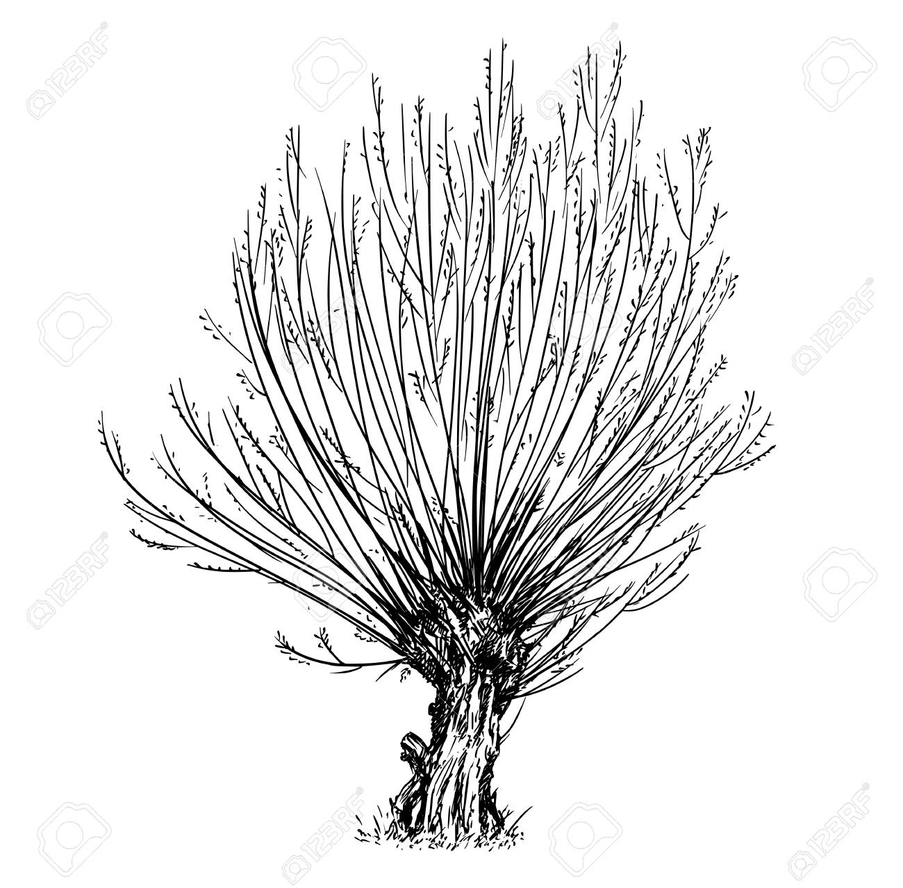 春に広い葉や落葉の柳や浅いの漫画ベクトル落書き描画イラスト バスケットリーやウィッカーのためにトリミングされた木 のイラスト素材 ベクタ Image