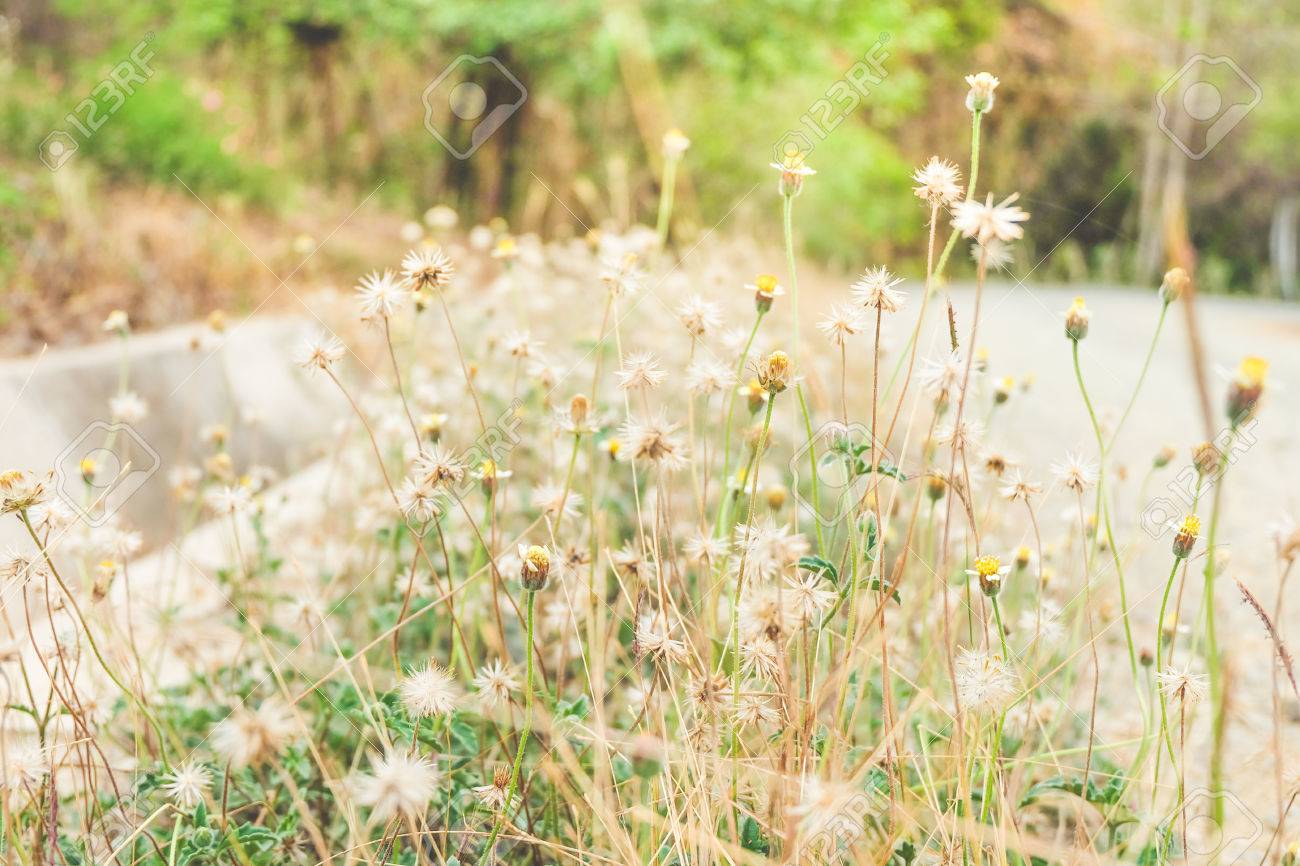 priceless flowers by the