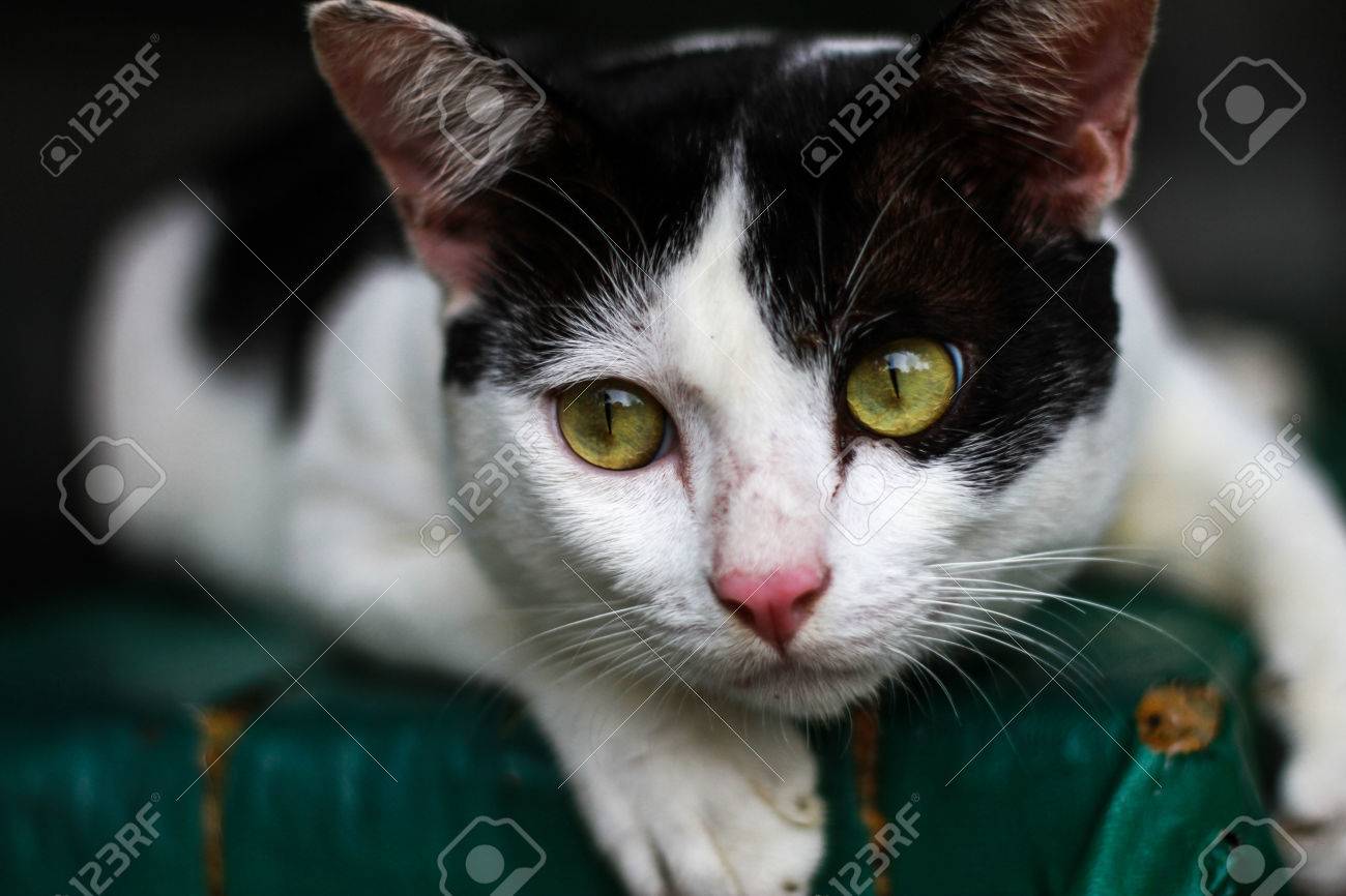 etiam-dictum-ipsum-a-felis