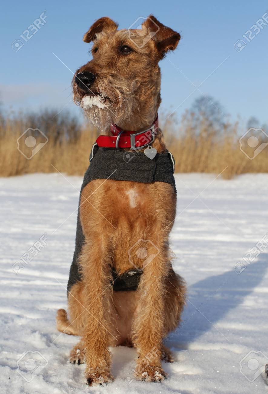 irish terrier