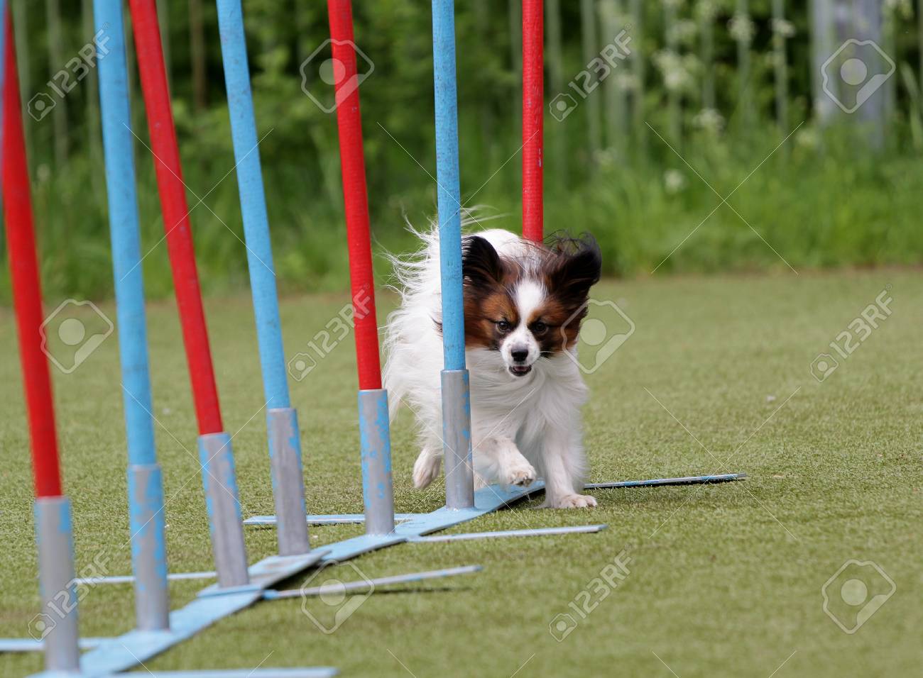 敏捷性のルートのコンチネンタル グッズ スパニエル パピヨン犬種の犬 の写真素材 画像素材 Image