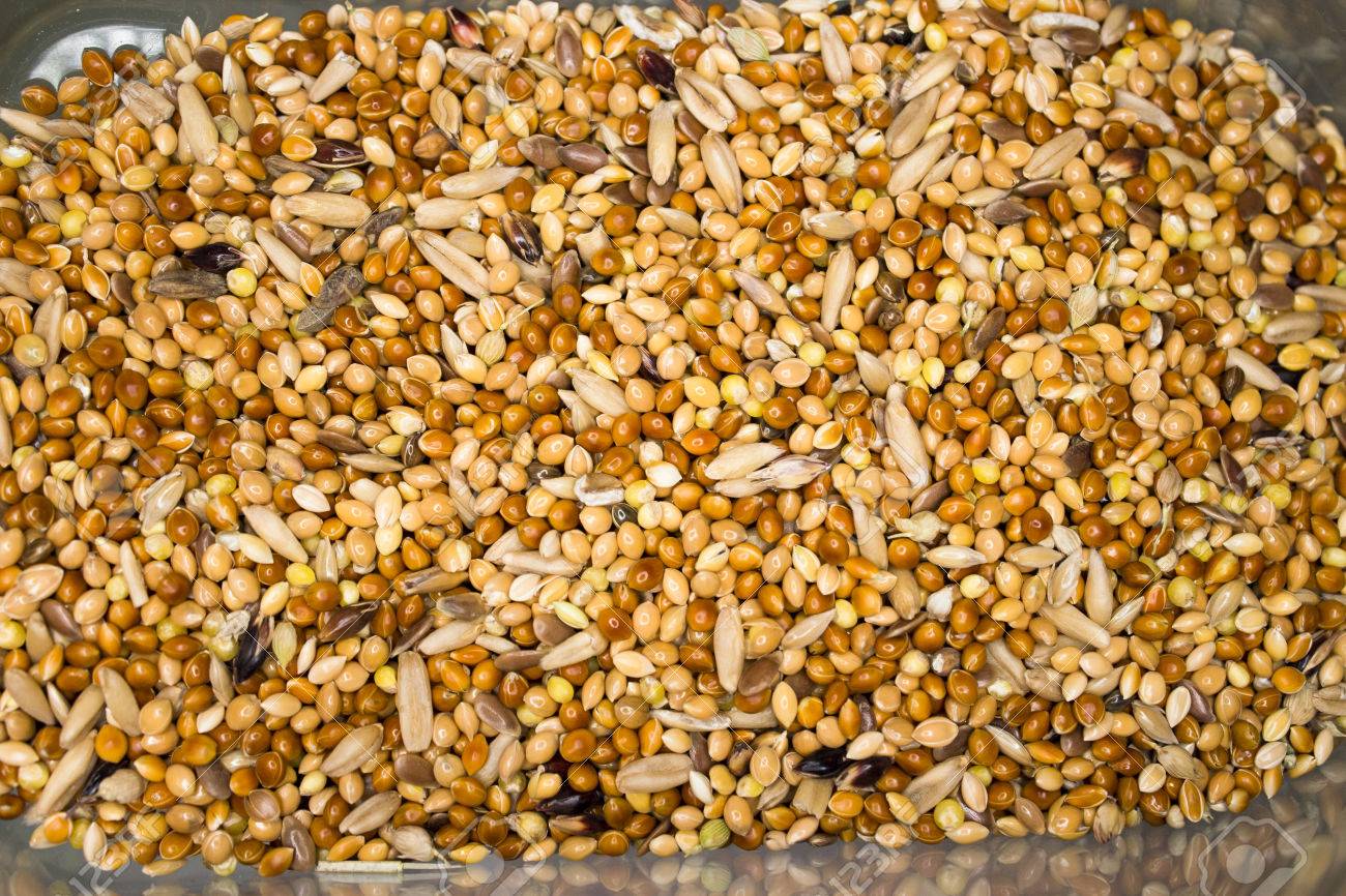 cat litter box with steps