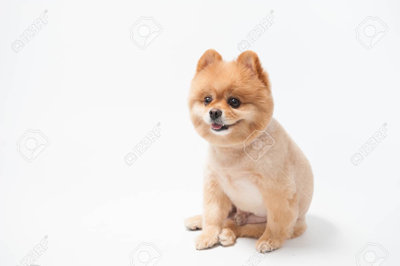 Little Cute Brown Short Hair Pomeranian Dog Portrait Puppy Pet