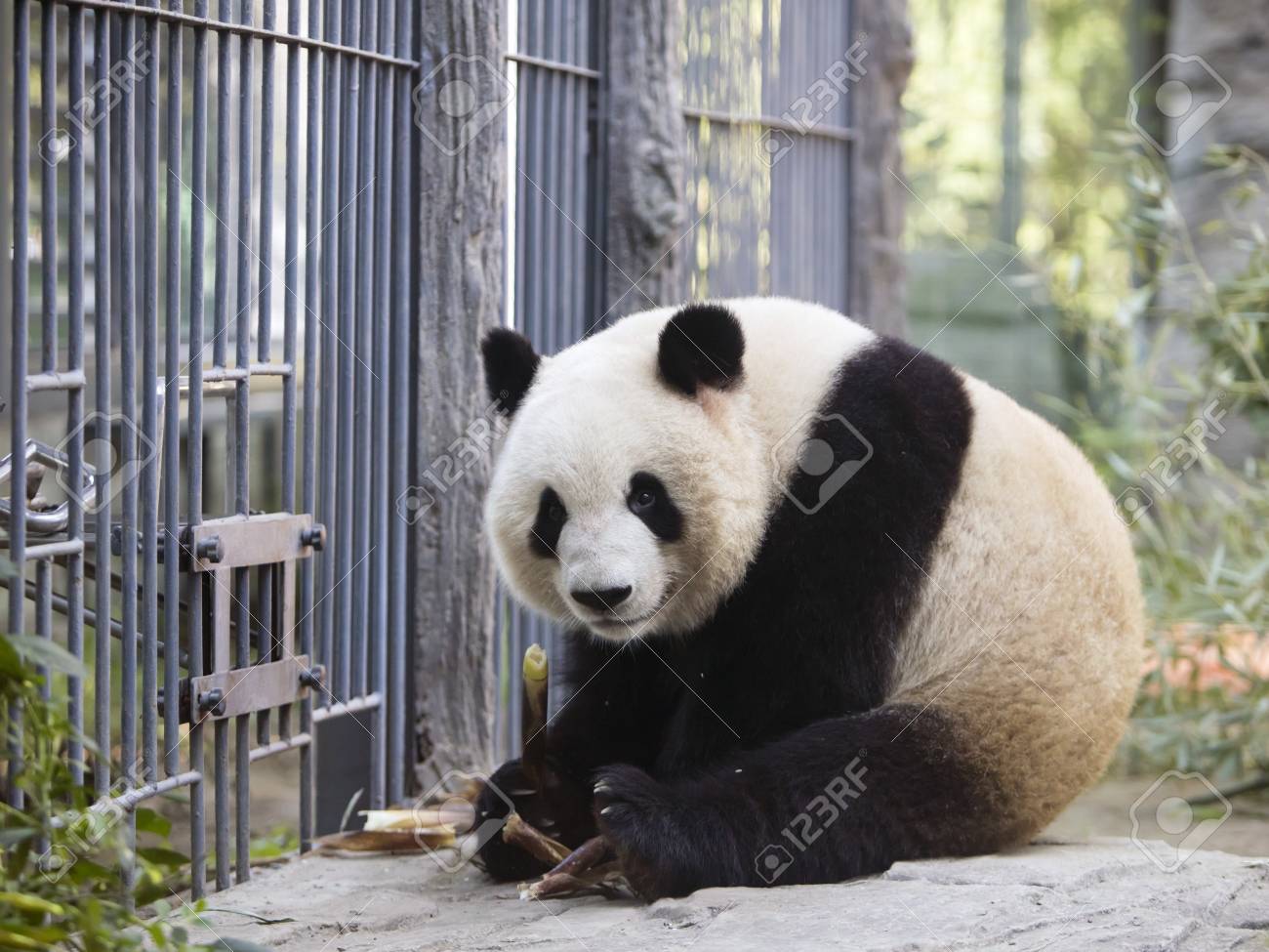 a giant panda in the zoo - 107204777 a giant panda in the zoo - 107204777