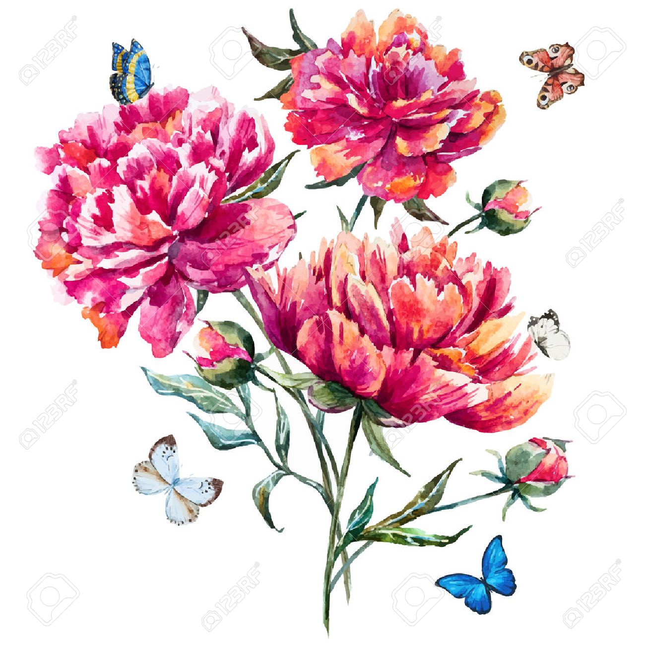 watercolor peony royalty free cliparts vectors and stock