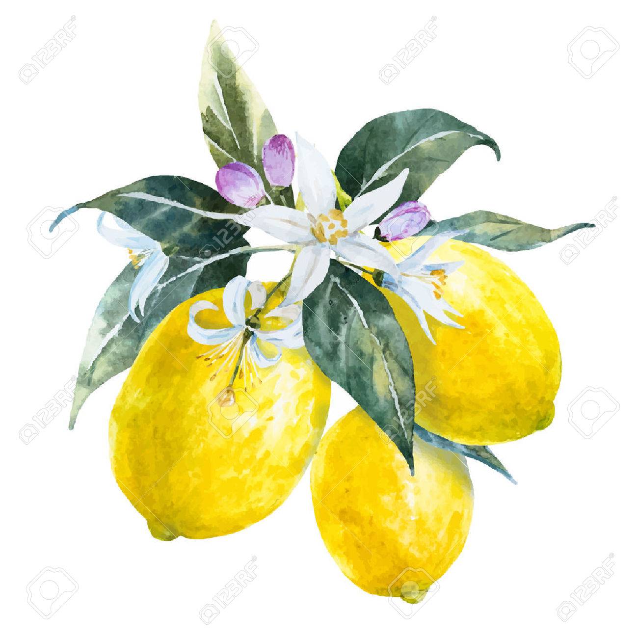 檸檬 レモン 果物 果実 静物画 水彩画 アート 絵画 美術 芸術