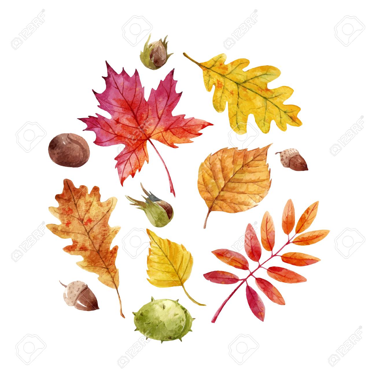 Watercolor Fall Leaves Vector Set Royalty Free SVG, Cliparts, Vectors, and  Stock Illustration. Image 87128154., image size:1300x1300