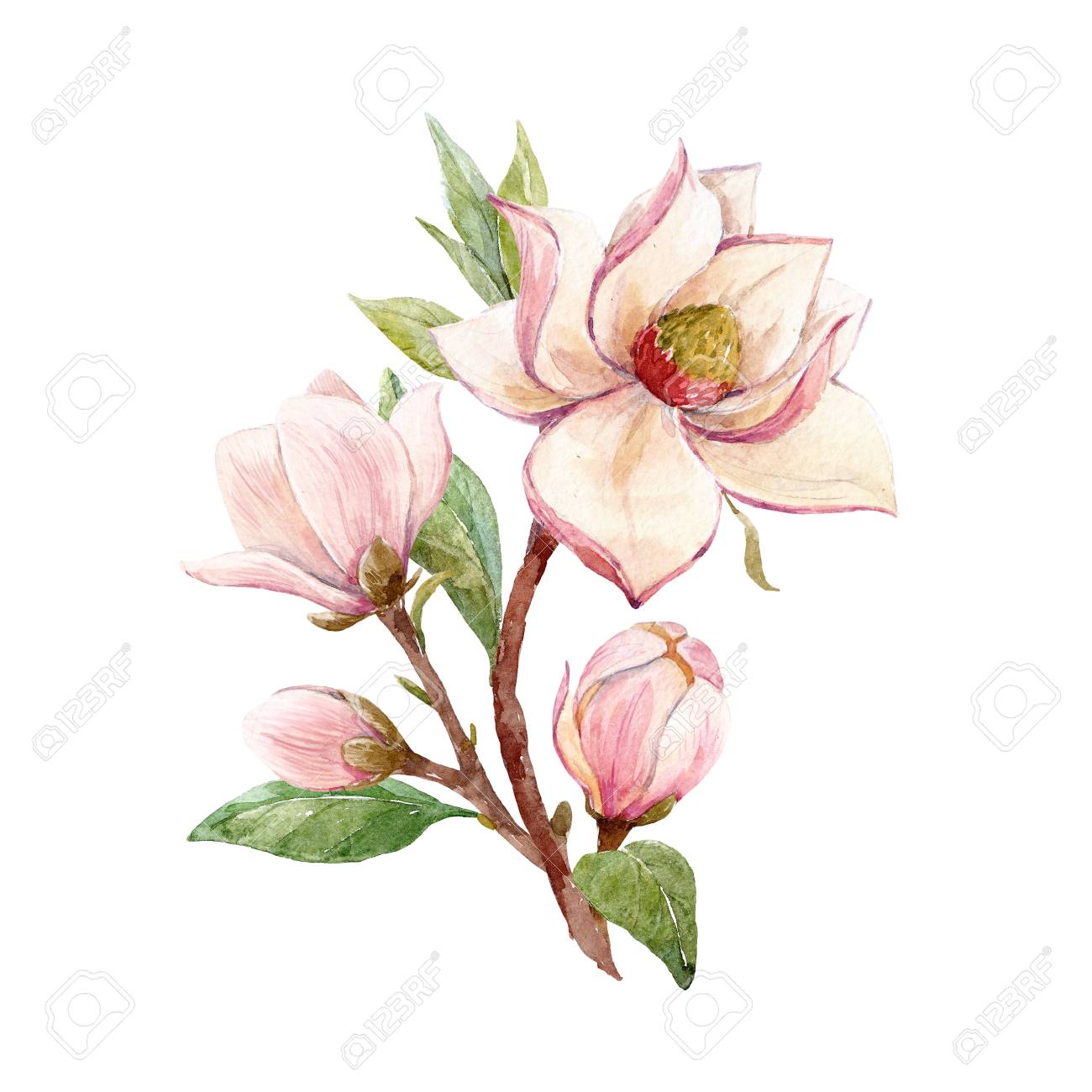 Watercolor magnolia floral composition - 94035166 Watercolor magnolia floral composition - 94035166