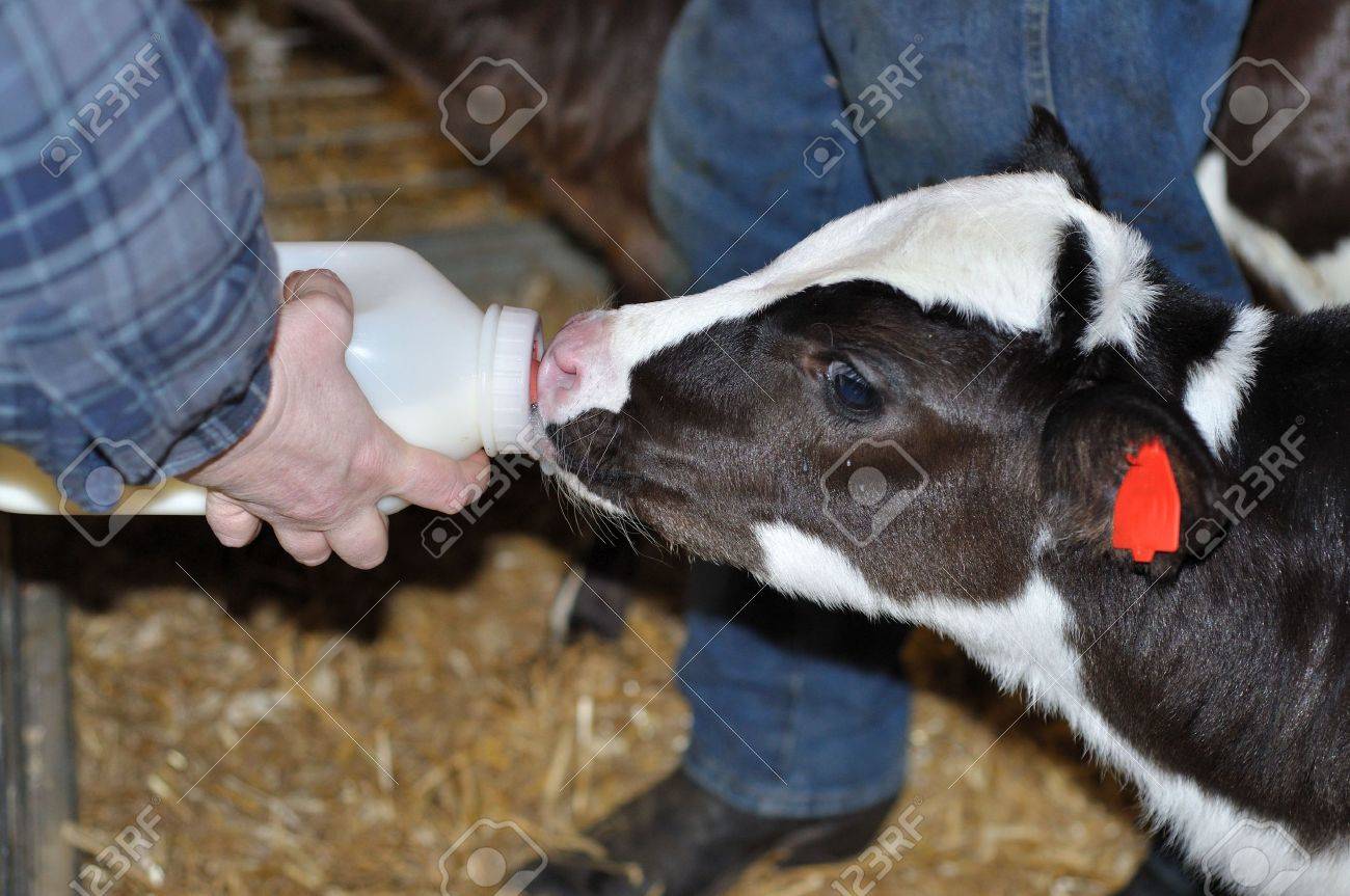 Как поить телят. Теленок пьет молоко. Телята молочники. Молоко для телят. Молочные телята.