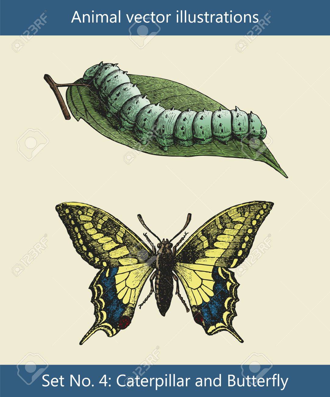 動物のベクトル イラスト 青虫と蝶のイラスト素材 ベクタ Image 動物のベクトル イラスト 青虫と蝶のイラスト素材 ベクタ Image