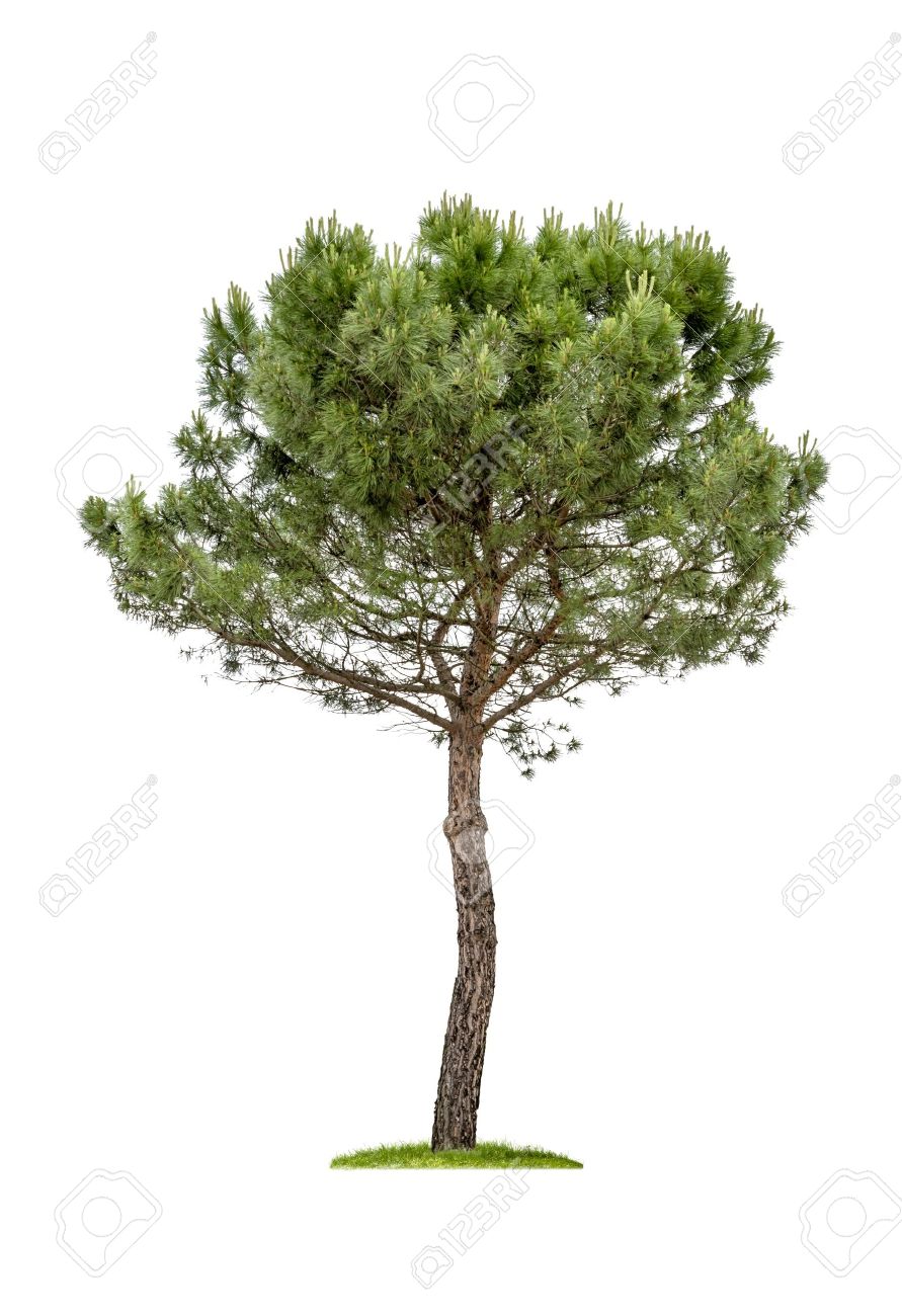 Christmas tree isolated on white transparent background, Green fir pine  tree Stock Photo - Alamy, image size:891x1300
