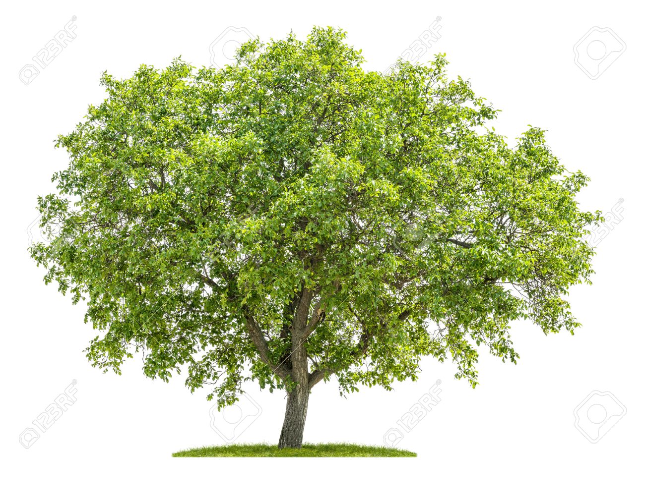 Isolated Walnut Tree On A White Background Stock Photo Picture And Royalty Free Image Image 40562601