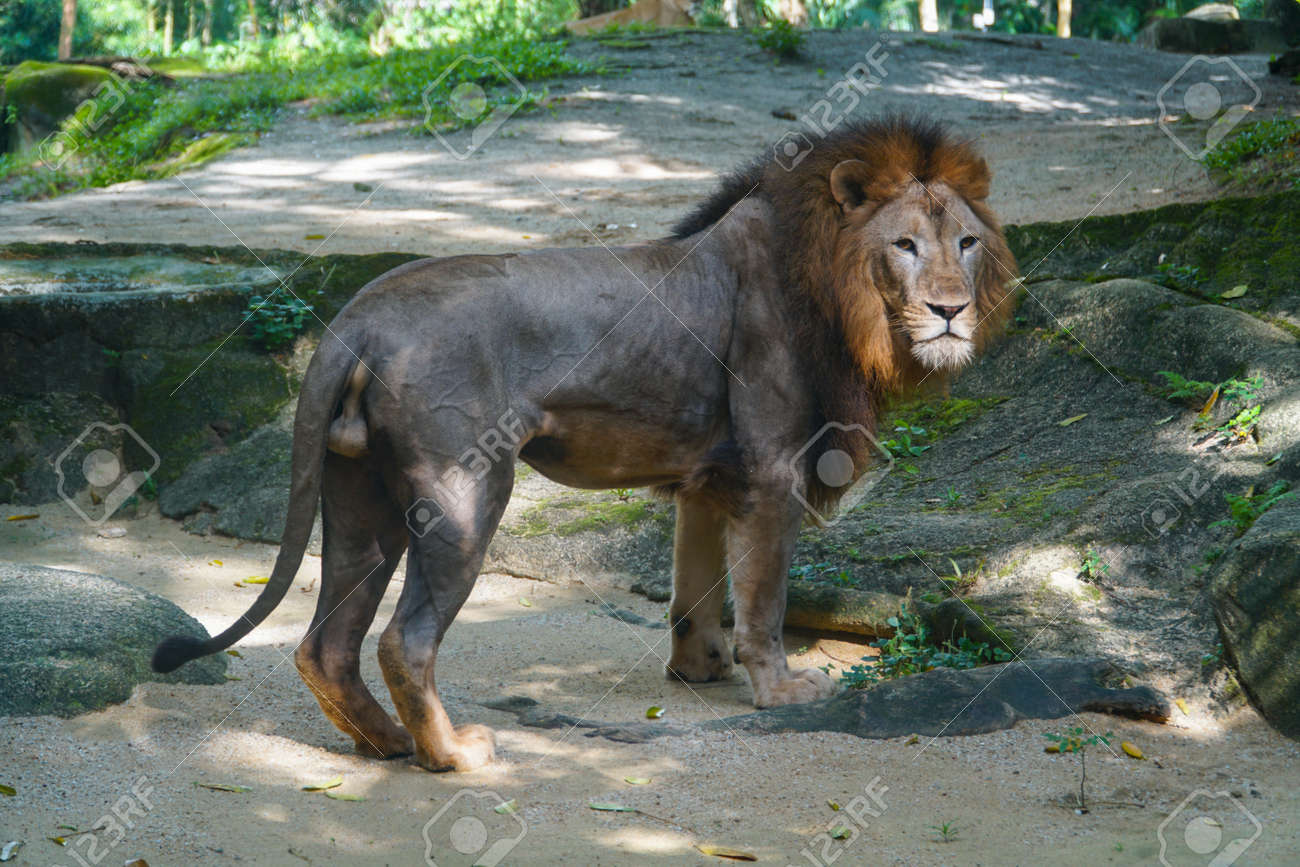 etiam-dictum-ipsum-a-felis