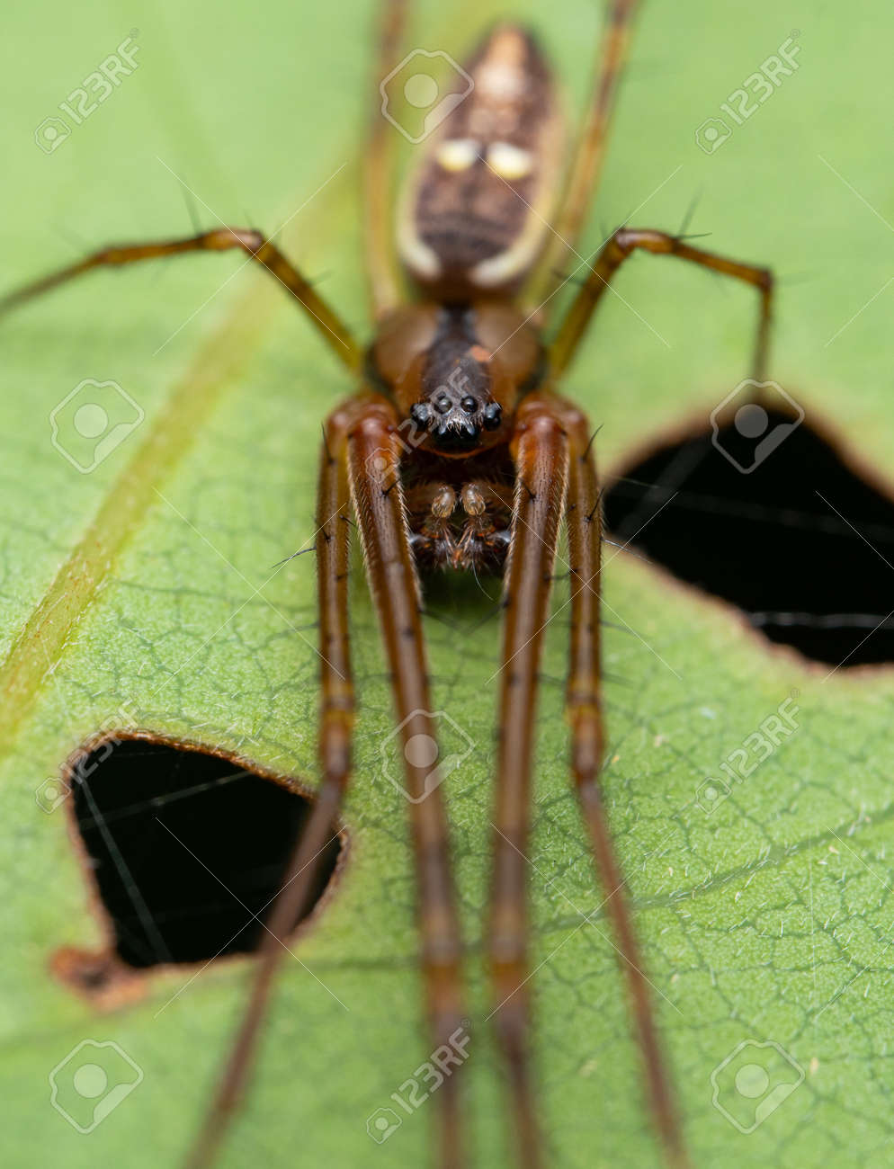 etiam-dictum-ipsum-a-felis