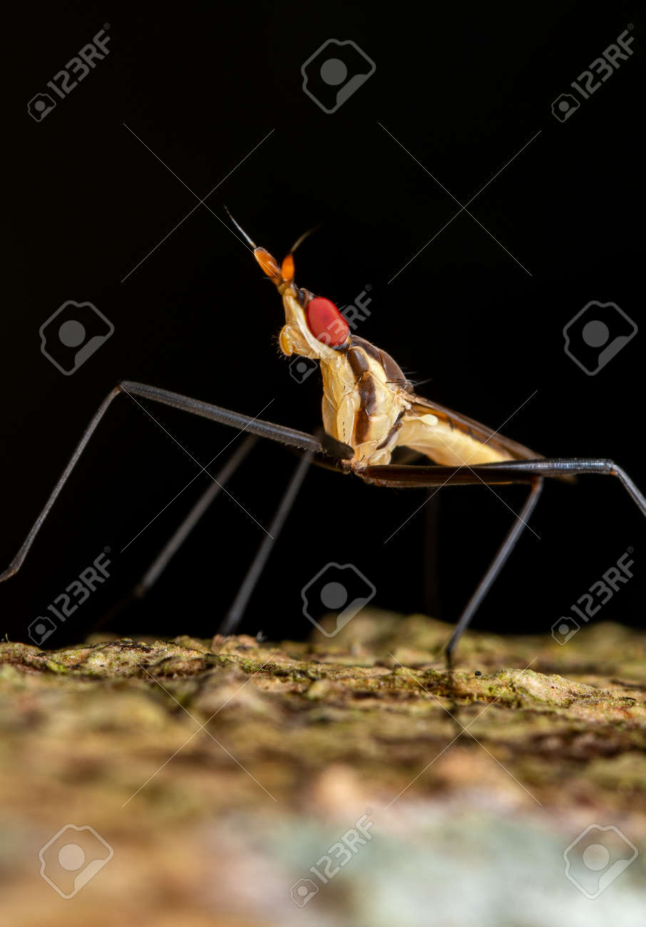 etiam-dictum-ipsum-a-felis