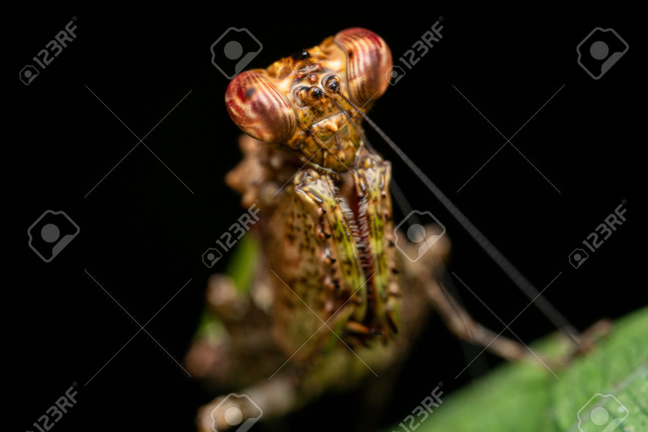 etiam-dictum-ipsum-a-felis