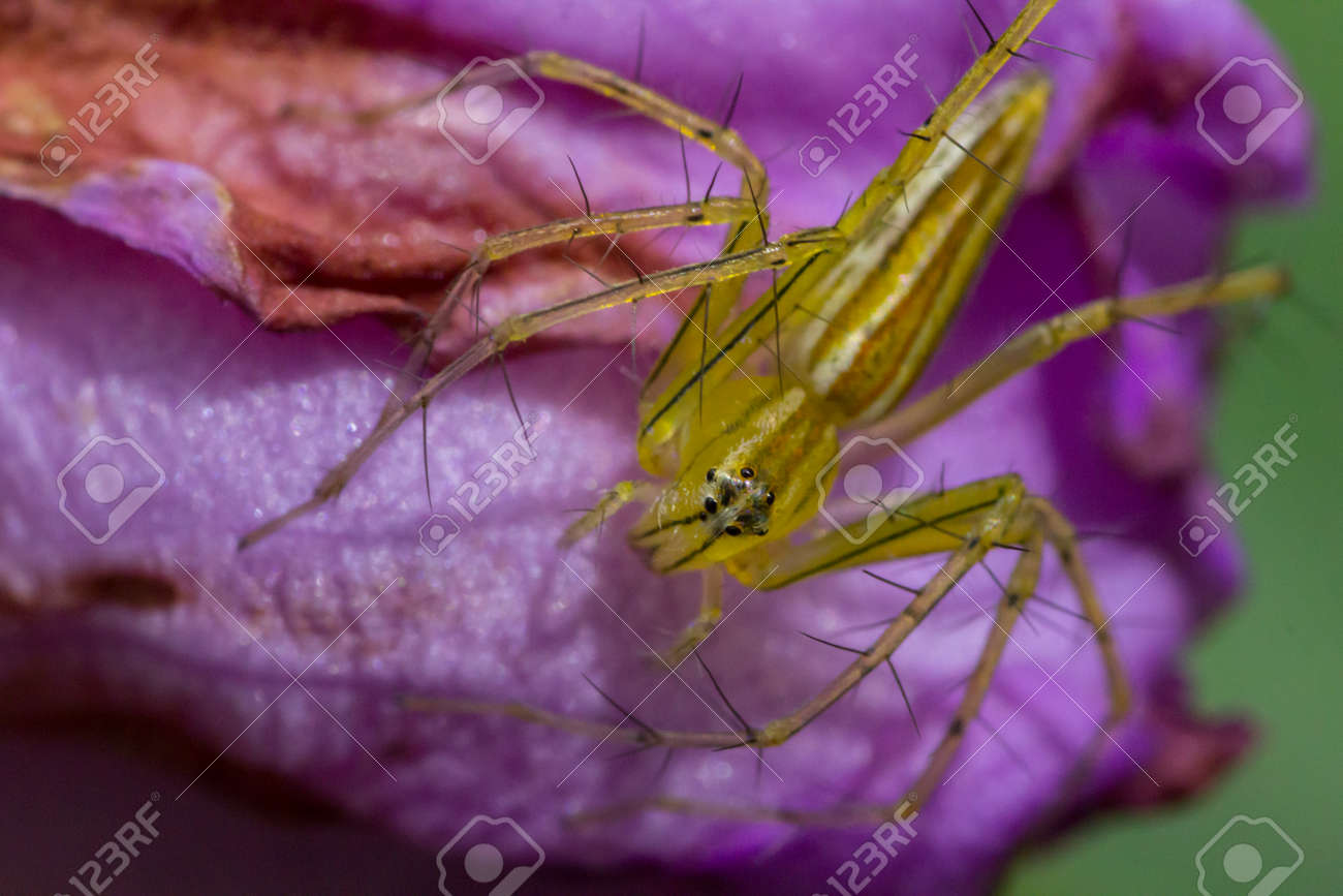 etiam-dictum-ipsum-a-felis